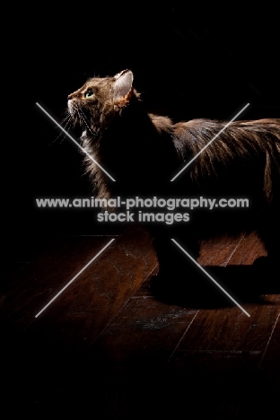 Domestic longhair cat looking up