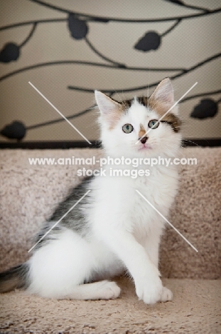 medium-hair kitten sitting on carpeted stairs