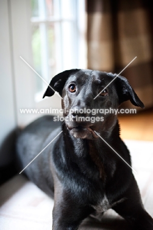 Labrador retriever mix