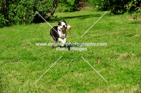 Boston Terrier running on grass