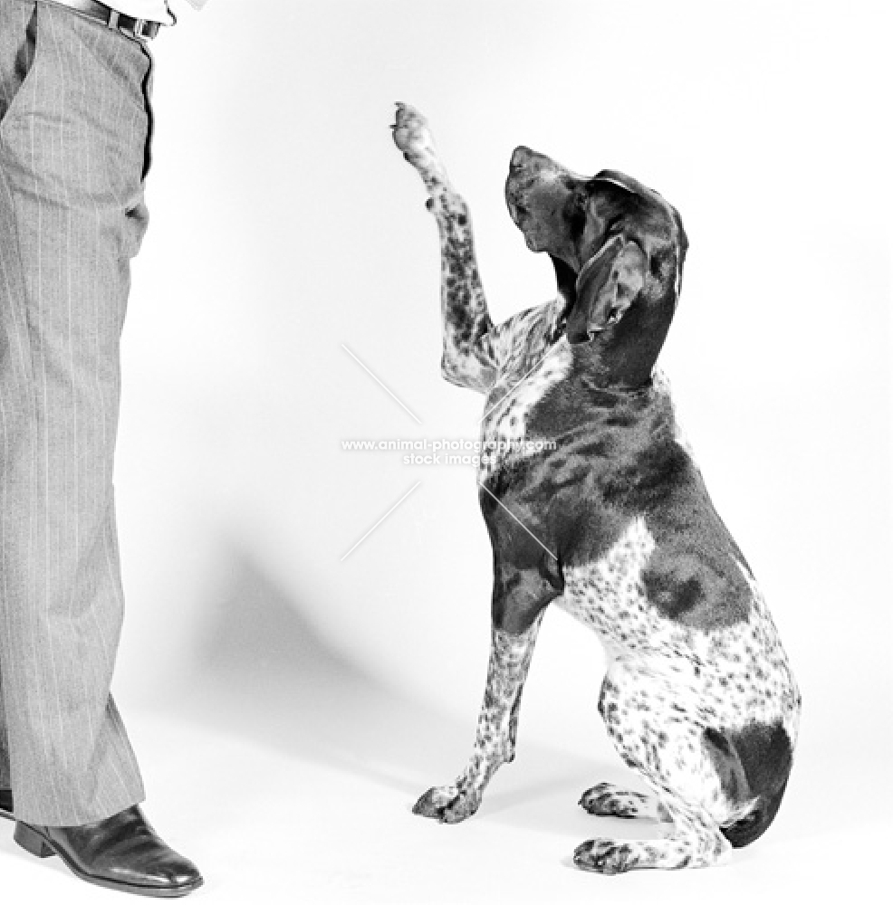 german shorthaired pointer, one leg up