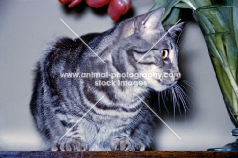 tabby cat crouching