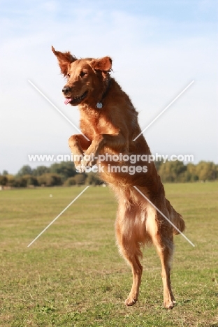 Golden Retriever jumping up