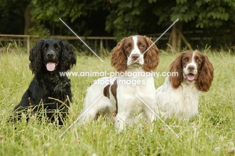 Spaniel (English Cocker) and spaniel (English Springer)