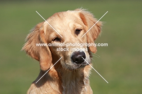 young Golden Retriever