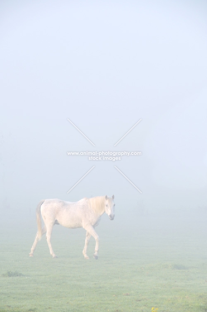 Horse walking in mist