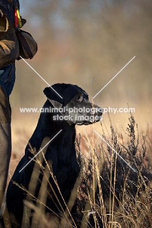 black labrador sitting ina field near owner