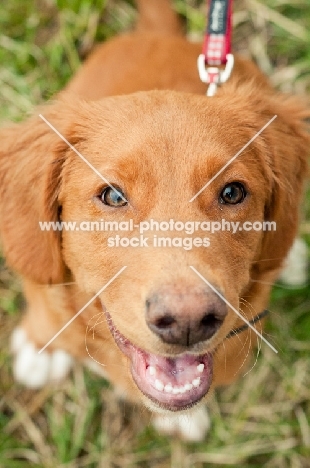 Nova Scotia Duck Tolling Retriever close up