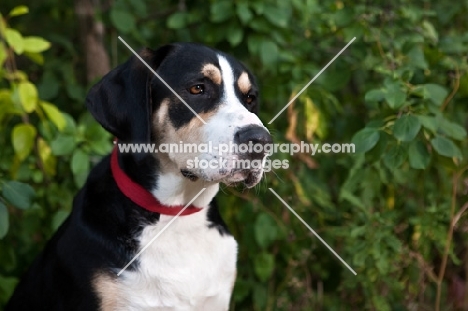 head shot of large Mixed Breed dog