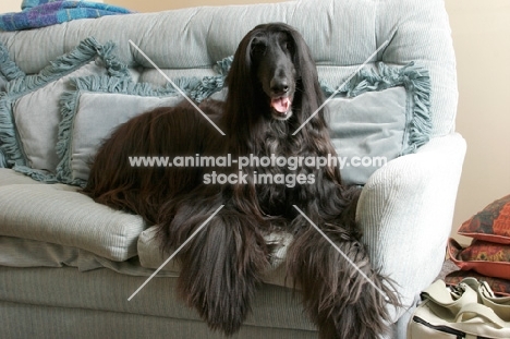 black Afghan Hound at home