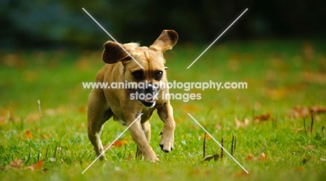 Puggle (Pug cross Beagle Hybrid Dog) running on grass