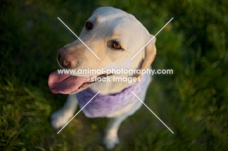 yellow labrador smiling and wearing a bandana