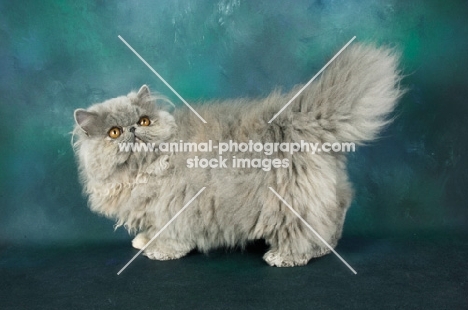 blue cream Persian standing