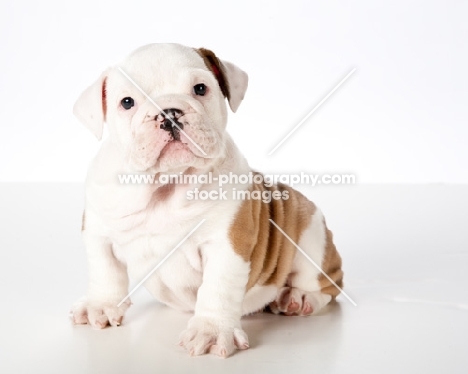 bulldog puppy 