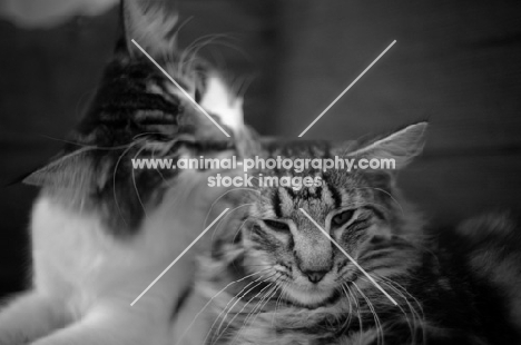 Two norwegian forest cat resting together, one is cleaning the other