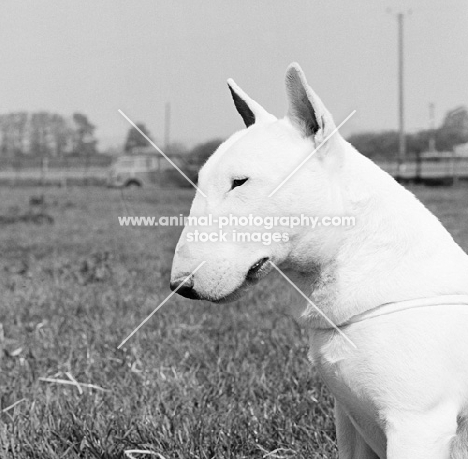 bull terrier portrait