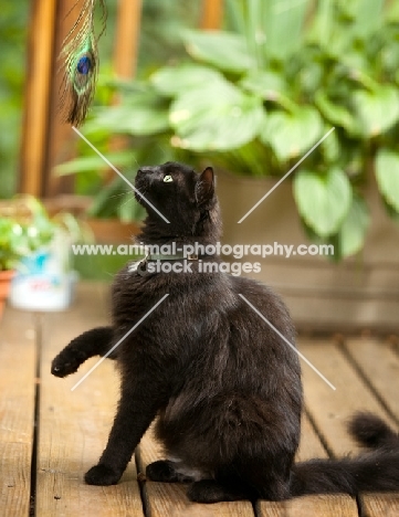 black cat looking at feather