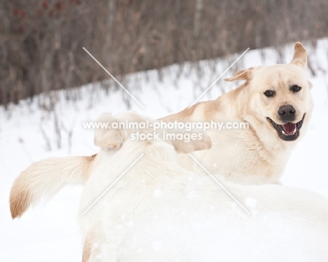 two Labradors playing in winter