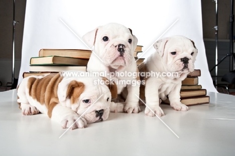 three bulldog puppies with books