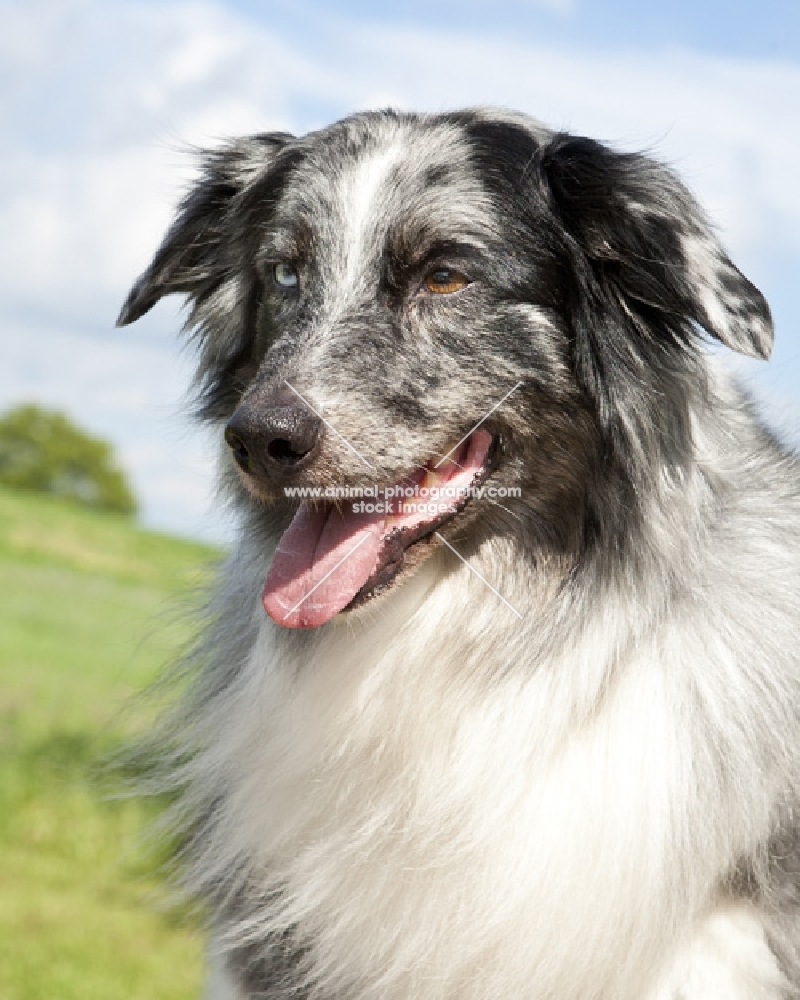 odd eyed australian shepherd dog