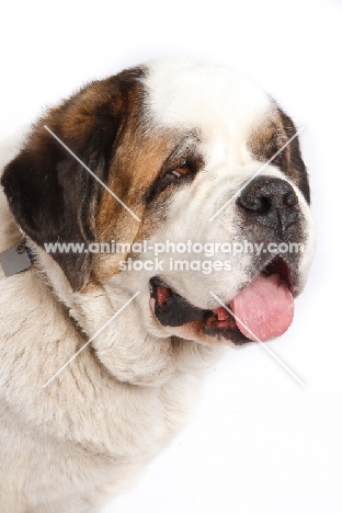 Saint Bernard portrait on white background