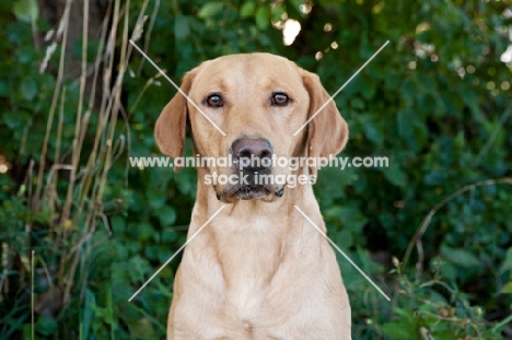 Lab portrait, front view