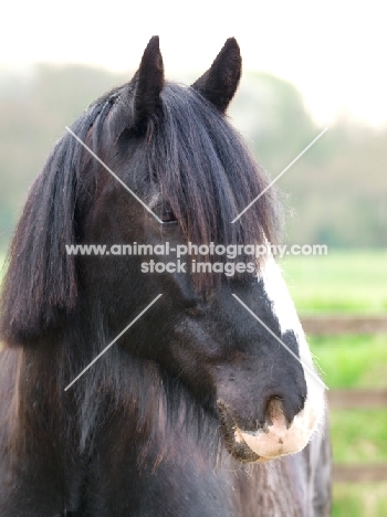 Shire horse portrait