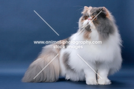 fluffy female Persian, Blue Tortie & White colour