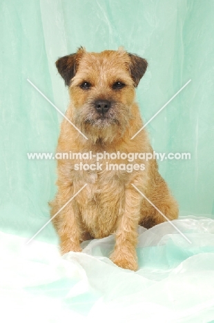 Border Terrier on pastel fabric