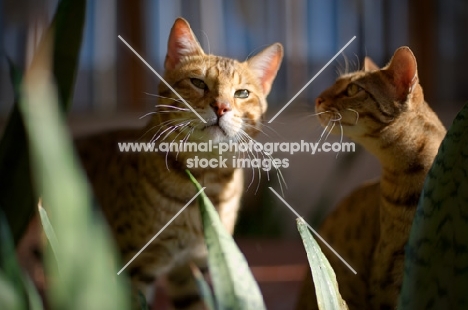 two Bengal cats behind leaves