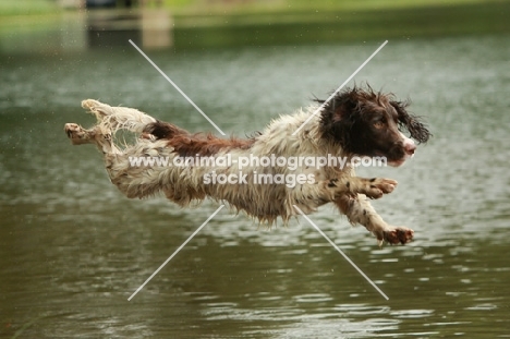 English Springer Spaniel jumping into water