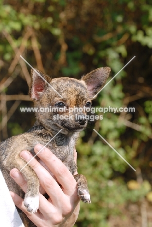 holding a Smooth Chihuahua