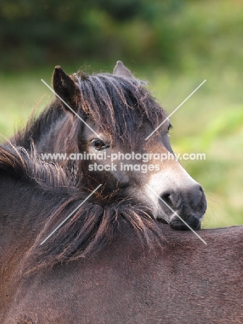 Exmoor Pony portrait, looking over shoulder of another horse