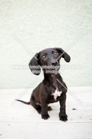 Dachshund mix puppy sitting on deck.