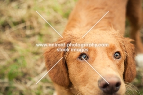 Nova Scotia Duck Tolling Retriever