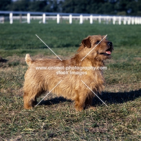 int/nord ch cracknor capricorn, norfolk terrier standing on grass