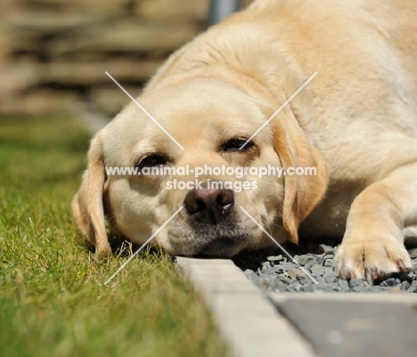 tired Labrador