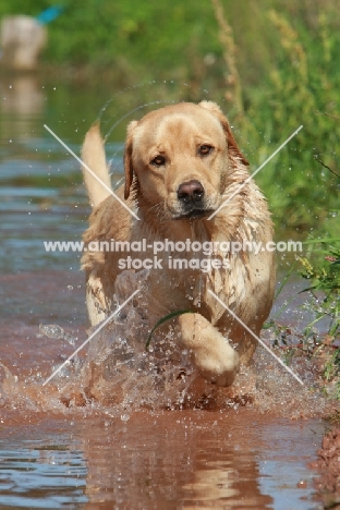 Labrador retriever walking in water