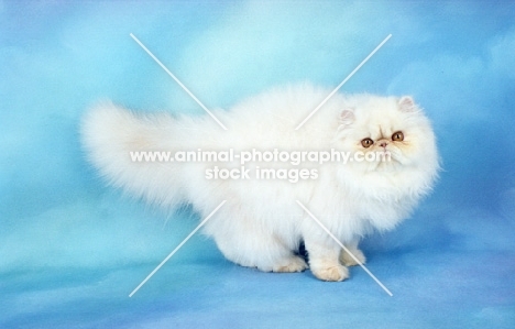 fluffy red cameo Persian kitten