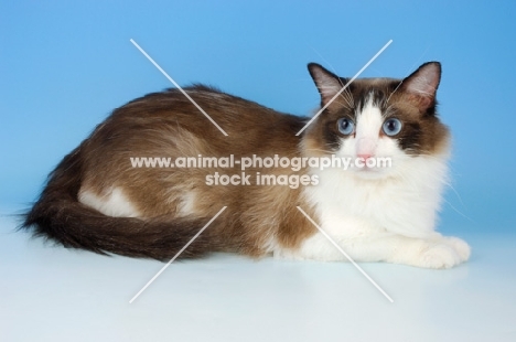 seal bi-coloured ragdoll cat looking away