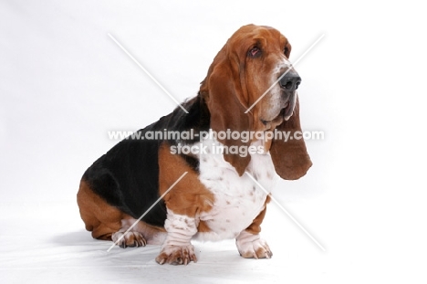 Australian Champion Basset Hound