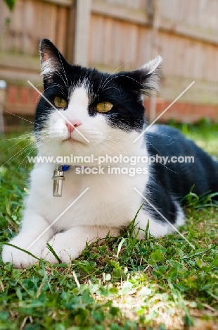 non pedigree cat lying in garden