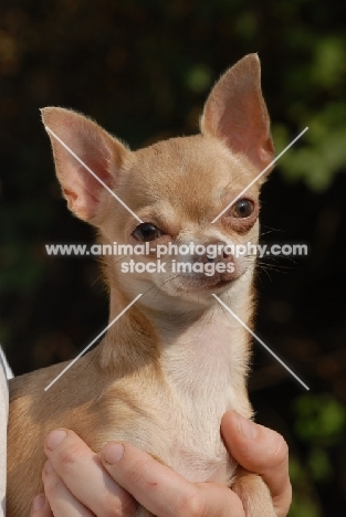 Smooth Chihuahua being held up