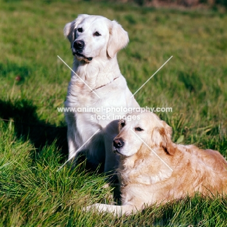 two golden retrievers, one sitting, one lying