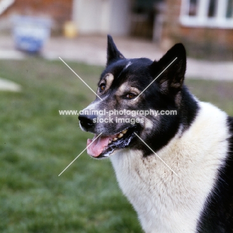 siberian husky, inuk, portrait