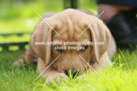 Labrador puppy