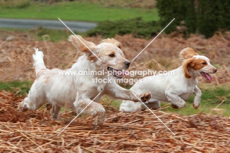 English Cocker Spaniel with puppy