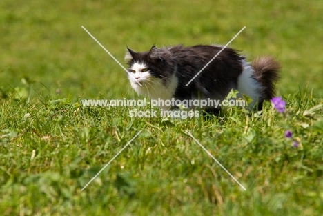 black and white cat walking in field