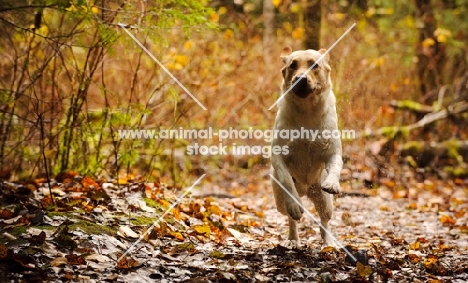 cream Labrador Retriever running in forest