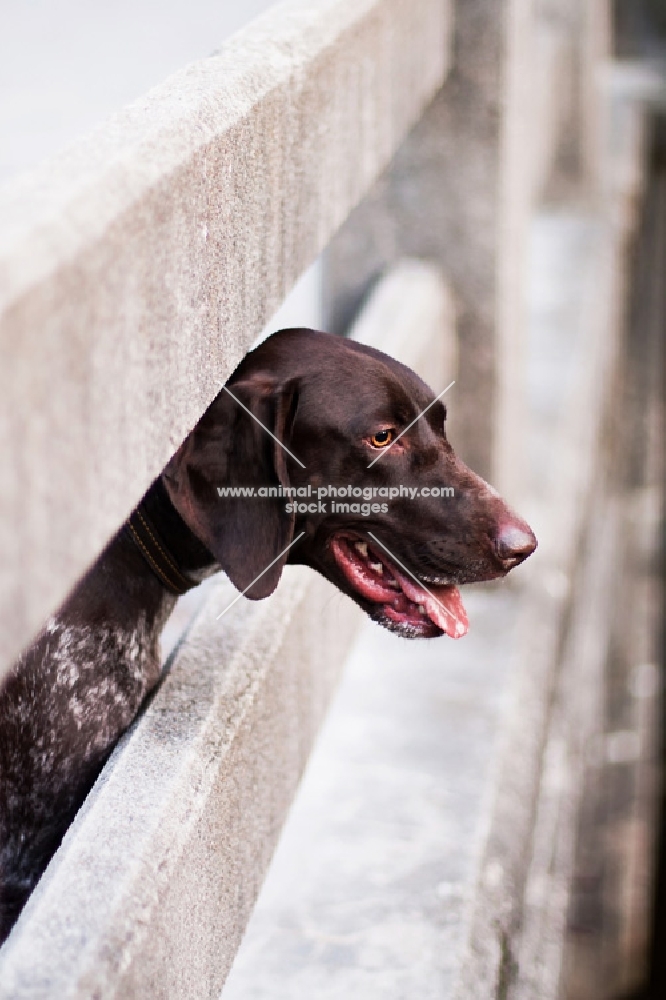 German Shorthaired Pointer looking over bridge